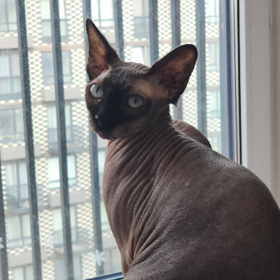 Котик