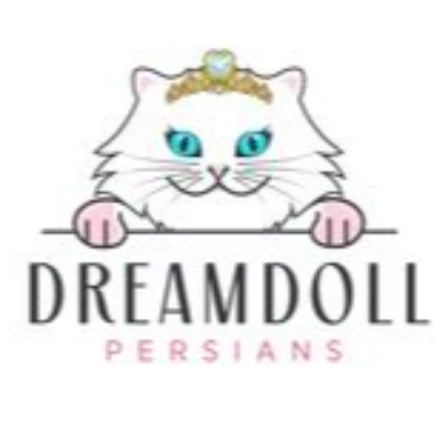 Dreamdoll Persians