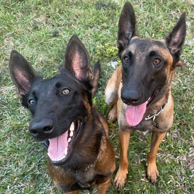 Top Tier K9 - Bradenton