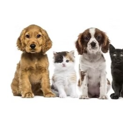 petclinic33