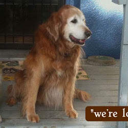 24/7 Dog Boarding Lents