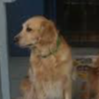 24/7 Dog Boarding Ladds Addition